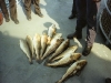 k-2010-08-21-21-06-45_0020